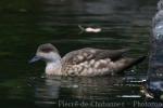 Crested duck