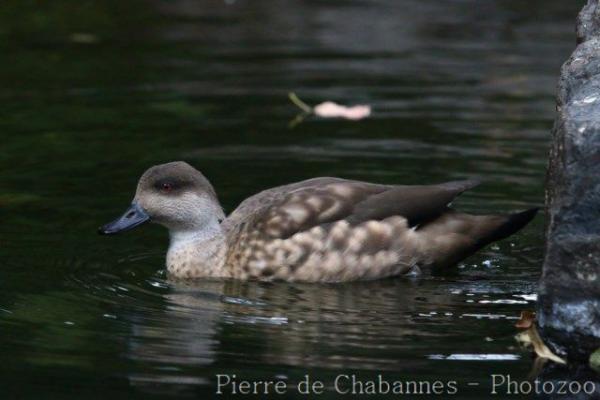 Crested duck