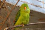 Vernal hanging-parrot