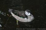 Cotton pygmy-goose