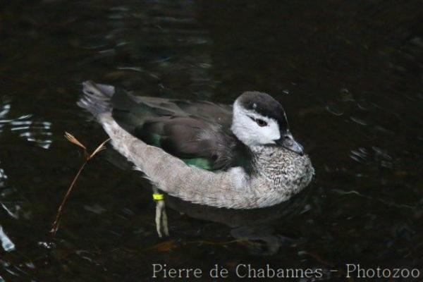 Cotton pygmy-goose