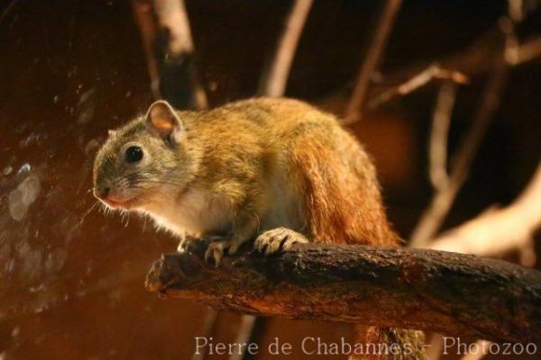 Smith's Bush Squirrel