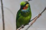 Edwards's fig-parrot