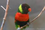 Forsten's lorikeet