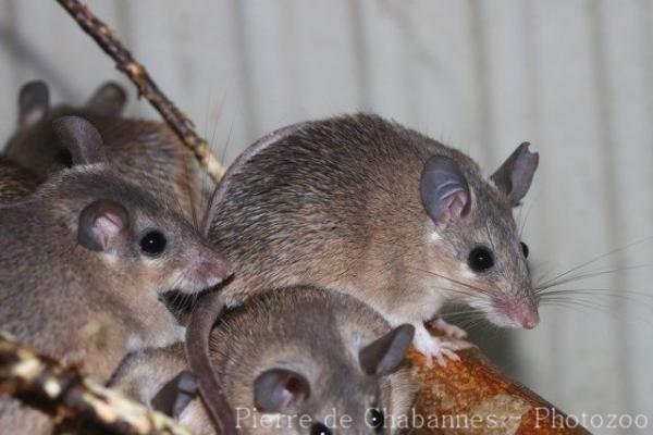 Asia Minor spiny mouse