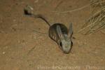 Four-toed jerboa