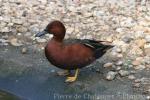 Cinnamon teal