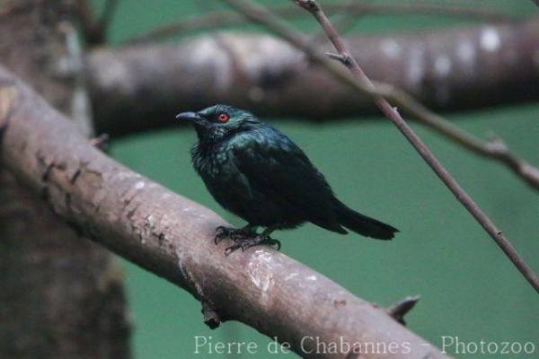 Short-tailed starling