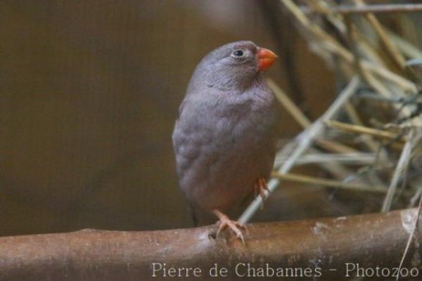 Trumpeter finch