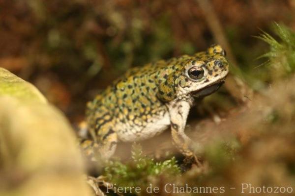 Eastern green toad