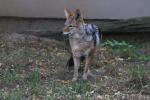 Black-backed jackal