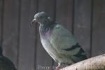 Rock pigeon