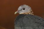 Ashy wood-pigeon