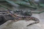 Limpopo girdled lizard