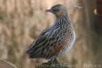 Corncrake