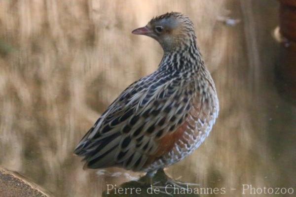 Corncrake