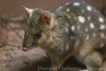 Eastern quoll