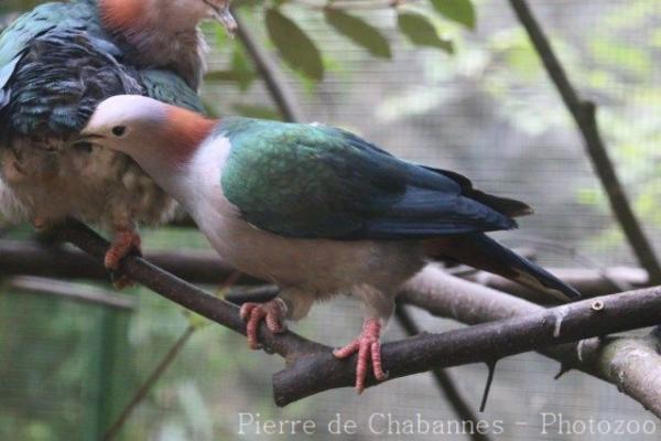 Green imperial-pigeon