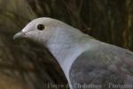 Pink-headed imperial-pigeon