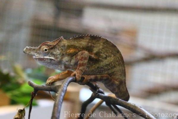 Lesser chameleon