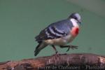 Luzon bleeding-heart