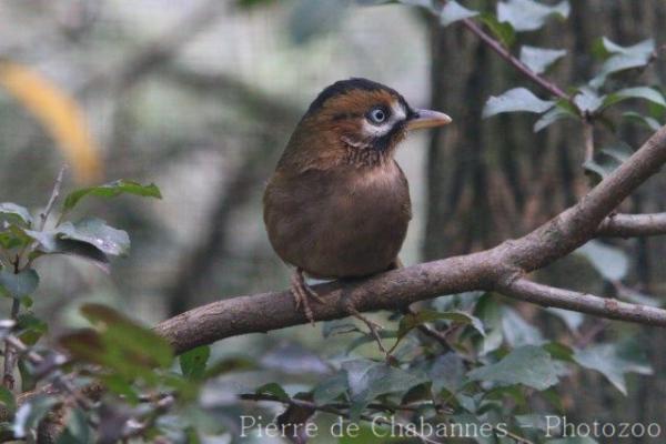 Moustached laughingthrush