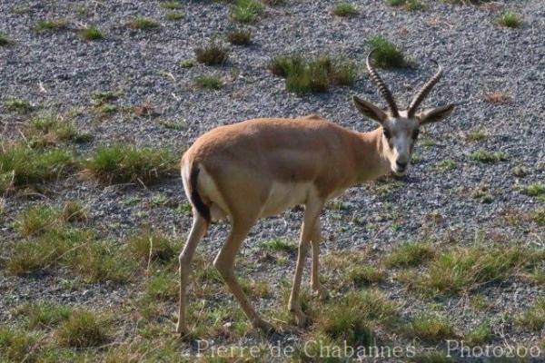 Goitered gazelle