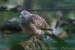 Zebra dove