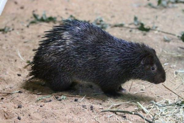 Philippine porcupine