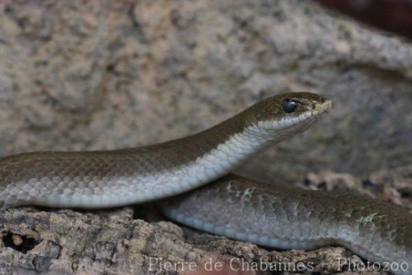 Blonde hognose snake