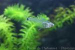 Mountain crystal tetra