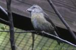 Red crossbill