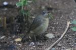 Siberian rubythroat