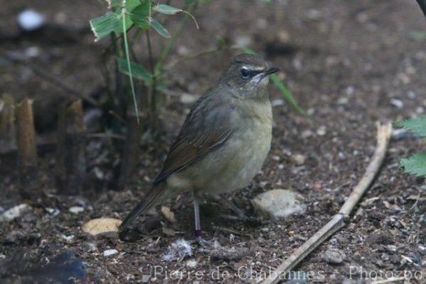 Siberian rubythroat