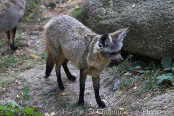 Bat-eared fox