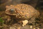 Cuban small-eared toad