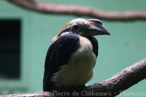 Luzon tarictic hornbill