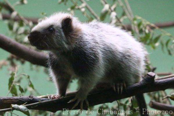 Northern Luzon giant cloud rat