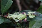 Giant leaf insect