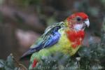 Eastern rosella