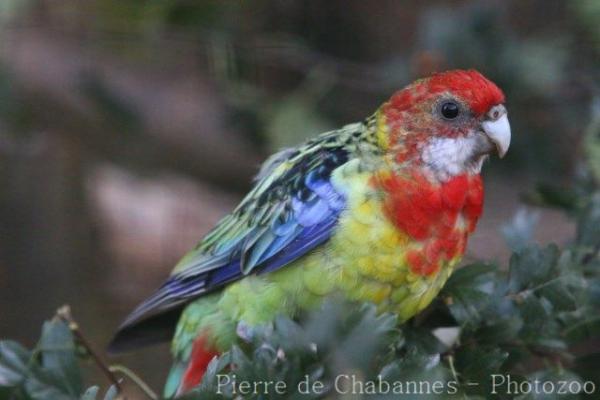 Eastern rosella