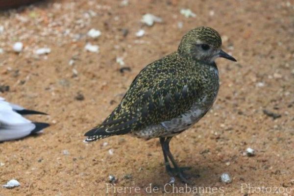 European golden-plover