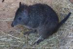 Long-nosed potoroo