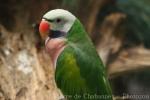 Moustached parakeet