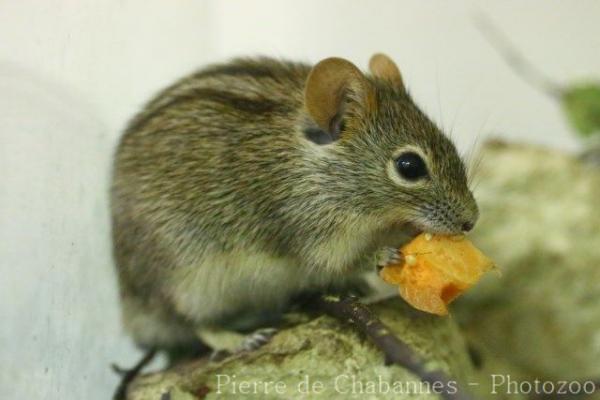 Four-striped grass mouse