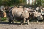 Indian rhinoceros