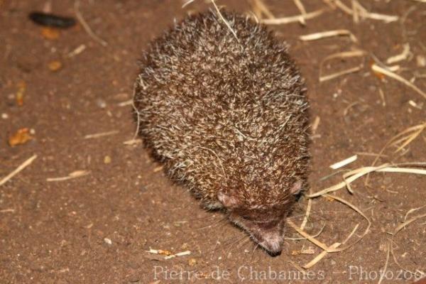 Greater hedgehog tenrec