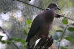 Island collared-dove