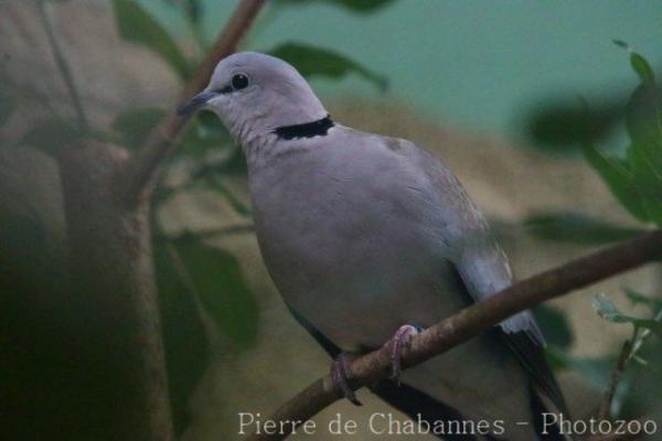 Ring-necked dove