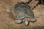 Marginated tortoise